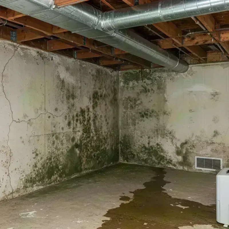 Professional Mold Removal in Bellevue, WA